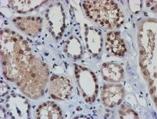 NLN / Neurolysin Antibody - IHC of paraffin-embedded Human Kidney tissue using anti-NLN mouse monoclonal antibody. (Heat-induced epitope retrieval by 10mM citric buffer, pH6.0, 100C for 10min).