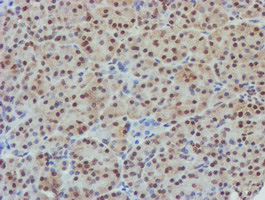 NLN / Neurolysin Antibody - IHC of paraffin-embedded Human pancreas tissue using anti-NLN mouse monoclonal antibody. (Heat-induced epitope retrieval by 10mM citric buffer, pH6.0, 100C for 10min).