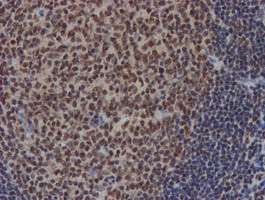 NLN / Neurolysin Antibody - IHC of paraffin-embedded Human tonsil using anti-NLN mouse monoclonal antibody. (Heat-induced epitope retrieval by 10mM citric buffer, pH6.0, 100C for 10min).