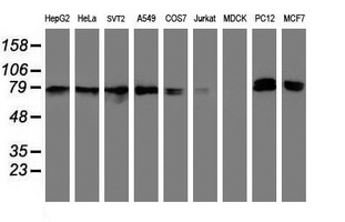 NLN / Neurolysin Antibody - Western blot of extracts (35 ug) from 9 different cell lines by using anti-NLN monoclonal antibody (HepG2: human; HeLa: human; SVT2: mouse; A549: human; COS7: monkey; Jurkat: human; MDCK: canine; PC12: rat; MCF7: human).