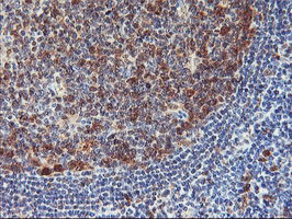 NLN / Neurolysin Antibody - IHC of paraffin-embedded Human tonsil using anti-NLN mouse monoclonal antibody.
