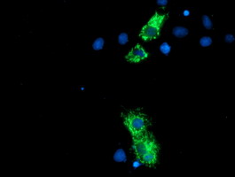 NLN / Neurolysin Antibody - Anti-NLN mouse monoclonal antibody immunofluorescent staining of COS7 cells transiently transfected by pCMV6-ENTRY NLN.
