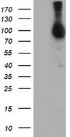 NLN / Neurolysin Antibody - HEK293T cells were transfected with the pCMV6-ENTRY control (Left lane) or pCMV6-ENTRY NLN (Right lane) cDNA for 48 hrs and lysed. Equivalent amounts of cell lysates (5 ug per lane) were separated by SDS-PAGE and immunoblotted with anti-NLN.