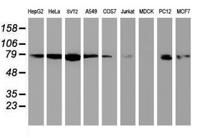NLN / Neurolysin Antibody - Western blot of extracts (35 ug) from 9 different cell lines by using anti-NLN monoclonal antibody (HepG2: human; HeLa: human; SVT2: mouse; A549: human; COS7: monkey; Jurkat: human; MDCK: canine; PC12: rat; MCF7: human).