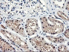 NLN / Neurolysin Antibody - IHC of paraffin-embedded Human Kidney tissue using anti-NLN mouse monoclonal antibody.