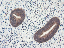 NLN / Neurolysin Antibody - IHC of paraffin-embedded Human endometrium tissue using anti-NLN mouse monoclonal antibody.