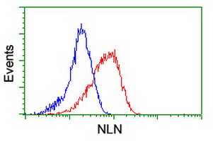 NLN / Neurolysin Antibody - Flow cytometry of HeLa cells, using anti-NLN antibody (Red), compared to a nonspecific negative control antibody (Blue).