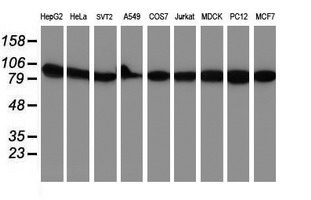 NLN / Neurolysin Antibody - Western blot of extracts (35ug) from 9 different cell lines by using anti-NLN monoclonal antibody (HepG2: human; HeLa: human; SVT2: mouse; A549: human; COS7: monkey; Jurkat: human; MDCK: canine; PC12: rat; MCF7: human).