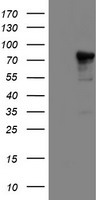 NLN / Neurolysin Antibody - HEK293T cells were transfected with the pCMV6-ENTRY control (Left lane) or pCMV6-ENTRY NLN (Right lane) cDNA for 48 hrs and lysed. Equivalent amounts of cell lysates (5 ug per lane) were separated by SDS-PAGE and immunoblotted with anti-NLN.