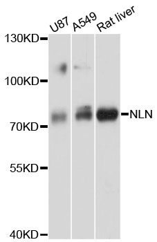 NLN / Neurolysin Antibody - Western blot analysis of extracts of various cell lines, using NLN antibody at 1:3000 dilution. The secondary antibody used was an HRP Goat Anti-Rabbit IgG (H+L) at 1:10000 dilution. Lysates were loaded 25ug per lane and 3% nonfat dry milk in TBST was used for blocking. An ECL Kit was used for detection and the exposure time was 30s.