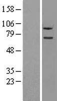 NLN / Neurolysin Protein - Western validation with an anti-DDK antibody * L: Control HEK293 lysate R: Over-expression lysate
