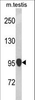 NLRP12 Antibody - Western blot of NLRP12 Antibody in mouse testis tissue lysates (35 ug/lane). NLRP12 (arrow) was detected using the purified antibody.