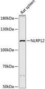 NLRP12 Antibody - Western blot analysis of extracts of rat spleen using NLRP12 Polyclonal Antibody at dilution of 1:3000.