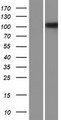 NLRP14 / NALP14 Protein - Western validation with an anti-DDK antibody * L: Control HEK293 lysate R: Over-expression lysate