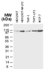 NLRP2 / NALP2 Antibody - Western blot of NALP2 using NALP2 antibody at 1:2000. HEK293T: mock transfected cells, HEK293T-NALP2: NALP2 transiently transfected cells; THP-1: untreated cells; THP1-LPS: cells treated with 1 ug/ml LPS for 4h. MCF-7: untreated cells.
