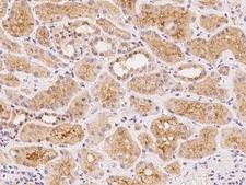 NLRP5 / NALP5 Antibody - Immunochemical staining of human NLRP5 in human kidney with rabbit polyclonal antibody at 1:100 dilution, formalin-fixed paraffin embedded sections.