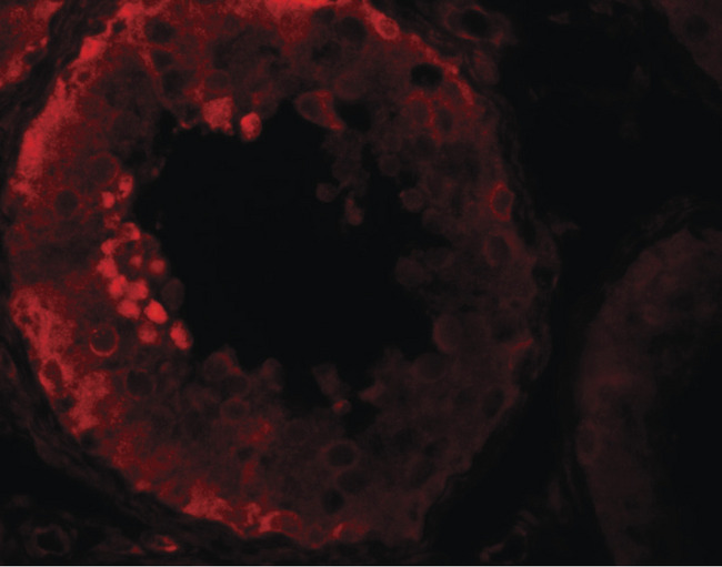 NLRP9 Antibody - Immunofluorescence of NOD6 in human testis tissue with NOD6 antibody at 20 ug/ml.
