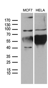 NLRX1 Antibody - Western blot analysis of extracts. (35ug) from 2 different cell lines by using anti-NLRX1 monoclonal antibody. (1:500)