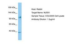 NLRX1 Antibody -  This image was taken for the unconjugated form of this product. Other forms have not been tested.