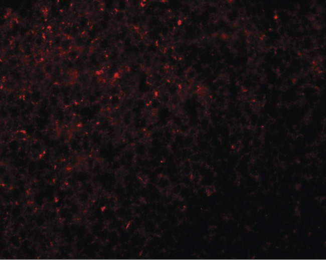 NLRX1 Antibody - Immunofluorescence of NOD5 in rat spleen tissue with NOD5 antibody at 20 ug/ml.