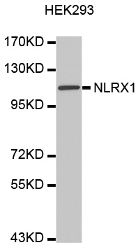 NLRX1 Antibody - Western blot analysis of extracts of HEK293 cell line, using NLRX1 antibody.