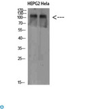 NLRX1 Antibody - Immunohistochemical analysis of paraffin-embedded human-heart, antibody was diluted at 1:200.