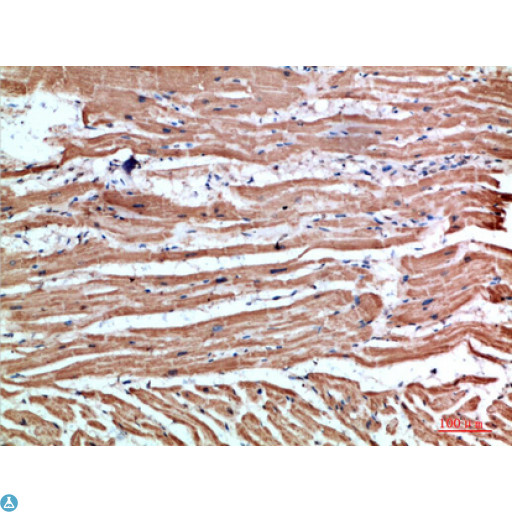 NLRX1 Antibody - Immunohistochemical analysis of paraffin-embedded human-heart, antibody was diluted at 1:200.