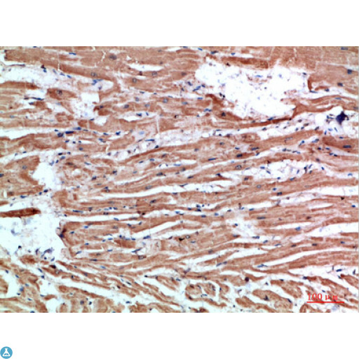 NLRX1 Antibody - Immunohistochemical analysis of paraffin-embedded human-brain, antibody was diluted at 1:200.