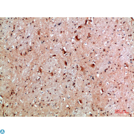 NLRX1 Antibody - Immunohistochemical analysis of paraffin-embedded human-brain, antibody was diluted at 1:200.