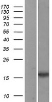 NMB / Neuromedin B Protein - Western validation with an anti-DDK antibody * L: Control HEK293 lysate R: Over-expression lysate