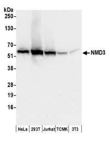NMD3 Antibody - Detection of human and mouse NMD3 by western blot. Samples: Whole cell lysate (50 µg) from HeLa, HEK293T, Jurkat, mouse TCMK-1, and mouse NIH 3T3 cells prepared using NETN lysis buffer. Antibodies: Affinity purified rabbit anti-NMD3 antibody used for WB at 0.1 µg/ml. Detection: Chemiluminescence with an exposure time of 10 seconds.