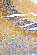 NME1 / NM23 Antibody - NME1 / NM23 antibody. IHC(P): Rat Cerebellum Tissue.