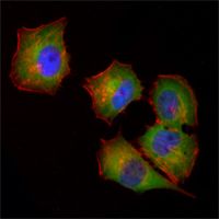 NME1 / NM23 Antibody - NME1 Antibody in Immunofluorescence (IF)
