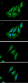 NME1 / NM23 Antibody - ICC/IF analysis of NME1 in HeLa cells line, stained with DAPI (Blue) for nucleus staining and monoclonal anti-human NME1 antibody (1:100) with goat anti-mouse IgG-Alexa fluor 488 conjugate (Green).ICC/IF analysis of NME1 in A549 cells line, stained with DAPI (Blue) for nucleus staining and monoclonal anti-human NME1 antibody (1:100) with goat anti-mouse IgG-Alexa fluor 488 conjugate (Green).