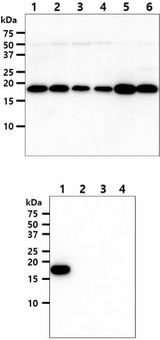 NME1 / NM23 Antibody - The cell lysate (40ug) were resolved by SDS-PAGE, transferred to PVDF membrane and probed with anti-human NME1 antibody (1:1000). Proteins were visualized using a goat anti-mouse secondary antibody conjugated to HRP and an ECL detection system. Lane 1 : HeLa cell lysate Lane 2 : A549 cell lysate Lane 3 : Jurkat cell lysate Lane 4 : HepG2 cell lysate Lane 5 : MCF7 cell lysate Lane 6 : PC3 cell lysate The recombinant proteins (50ng) were resolved by SDS-PAGE, transferred to PVDF membrane and probed with anti-human NME1 antibody (1:1000). Proteins were visualized using a goat anti-mouse secondary antibody conjugated to HRP and an ECL detection system. Lane 1 : NME1 Lane 2 : NME2 Lane 3 : NME3 Lane 4 : NME4