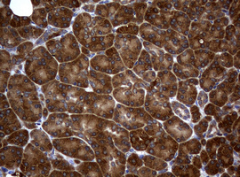 NME1 / NM23 Antibody - IHC of paraffin-embedded Human pancreas tissue using anti-NME1 mouse monoclonal antibody.