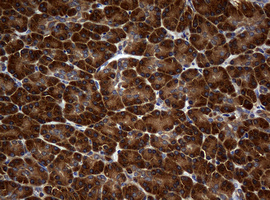 NME1 / NM23 Antibody - IHC of paraffin-embedded Human pancreas tissue using anti-NME1 mouse monoclonal antibody.