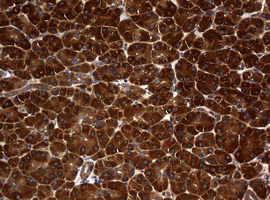 NME1 / NM23 Antibody - IHC of paraffin-embedded Human pancreas tissue using anti-NME1 mouse monoclonal antibody.