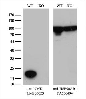 NME1 / NM23 Antibody - Equivalent amounts of cell lysates  and NME1-Knockout 293T cells  were separated by SDS-PAGE and immunoblotted with anti-NME1 monoclonal antibody. Then the blotted membrane was stripped and reprobed with anti-HSP90 antibody as a loading control.