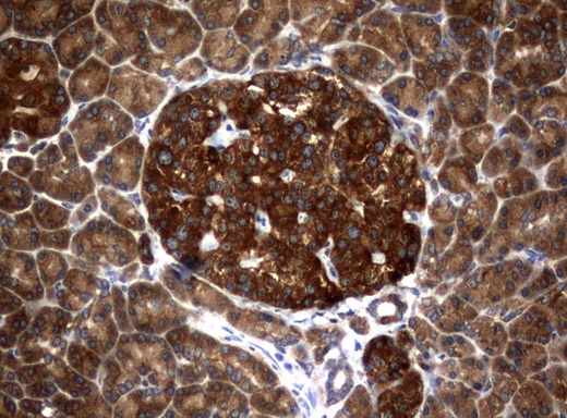 NME1 / NM23 Antibody - Immunohistochemical staining of paraffin-embedded Human pancreas tissue using anti-NME1 mouse monoclonal antibody.  heat-induced epitope retrieval by 10mM citric buffer, pH6.0, 120C for 3min)