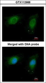 NME1 / NM23 Antibody - Immunofluorescence of paraformaldehyde-fixed HeLa, using nm23-H1 antibody at 1:100 dilution.