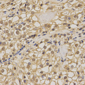NME1 / NM23 Antibody - Immunohistochemistry of paraffin-embedded human kidney tissue.