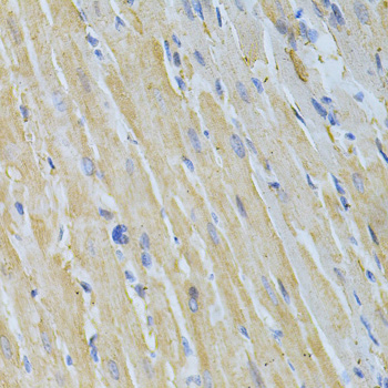 NME1 / NM23 Antibody - Immunohistochemistry of paraffin-embedded rat heart using NME1 Antibodyat dilution of 1:200 (40x lens).