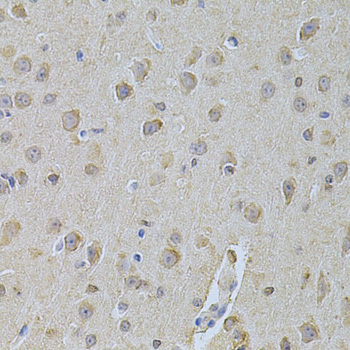 NME1 / NM23 Antibody - Immunohistochemistry of paraffin-embedded mouse brain using NME1 Antibodyat dilution of 1:200 (40x lens).