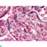 NME1 / NM23 Antibody - Immunohistochemistry (IHC) analysis of paraffin-embedded human Placenta tissues with AEC staining using NM23-H1 Monoclonal Antibody.