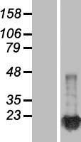 NME1 / NM23 Protein - Western validation with an anti-DDK antibody * L: Control HEK293 lysate R: Over-expression lysate