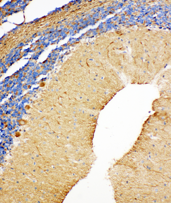 NME2 Antibody - NME2 / NM23 antibody. IHC(P): Rat Cerebellum Tissue.
