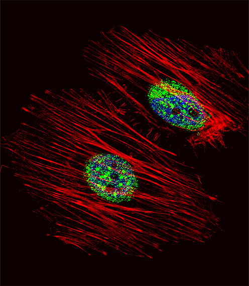 NME2 Antibody - Fluorescent confocal image of HeLa cell stained with NME2 Antibody. HeLa cells were fixed with 4% PFA (20 min), permeabilized with Triton X-100 (0.1%, 10 min), then incubated with NME2 primary antibody (1:25, 1 h at 37°C). For secondary antibody, Alexa Fluor 488 conjugated donkey anti-rabbit antibody (green) was used (1:400, 50 min at 37°C). Cytoplasmic actin was counterstained with Alexa Fluor 555 (red) conjugated Phalloidin (7units/ml, 1 h at 37°C). Nuclei were counterstained with DAPI (blue) (10 ug/ml, 10 min). NME2 immunoreactivity is localized to Cytoplasm and Nucleus significantly.