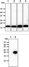 NME2 Antibody - The cell lysates (40ug) were resolved by SDS-PAGE, transferred to PVDF membrane and probed with anti-human NME2 antibody (1:1000). Proteins were visualized using a goat anti-mouse secondary antibody conjugated to HRP and an ECL detection system. Lane 1.: HeLa cell lysate Lane 2.: A549 cell lysate Lane 3.: MCF7 cell lysate Lane 4.: LnCap cell lysate The cell lysates (5ug) were resolved by SDS-PAGE, transferred to PVDF membrane and probed with anti-human NME2 antibody (1:1000). Proteins were visualized using a goat anti-mouse secondary antibody conjugated to HRP and an ECL detection system. Lane 1.: 293T cell lysate Lane 2.: NME2 transfected 293T cell lysate