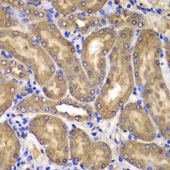 NME2 Antibody - Immunohistochemistry of paraffin-embedded mouse kidney tissue.